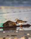 SandpiperÃÂ on the beach with a coconut in Jupiter, Florida